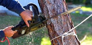 Best Arborist Consultation Services  in Union, OH