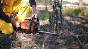 Best Tree Removal  in Union, OH