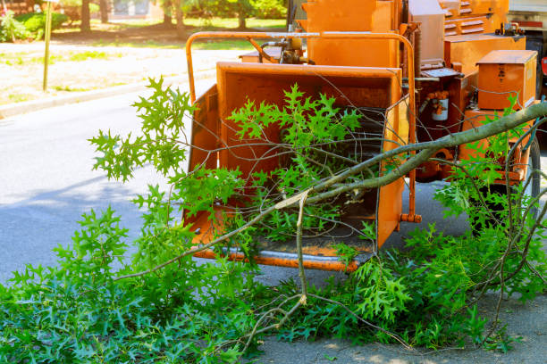 Best Hazardous Tree Removal  in Union, OH